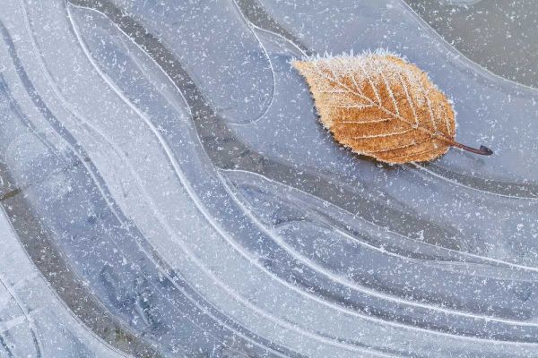 WA, Seabeck Autumn leaf on ice with frost